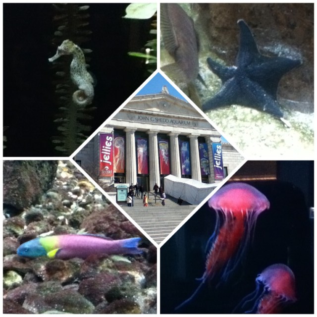 shedd aquarium collage